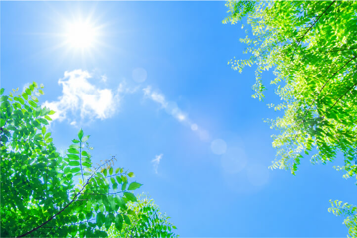 夏の日差しが差し込む青空と木々